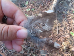 Megascops kennicottii