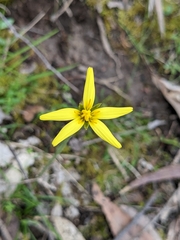 Microseris walteri
