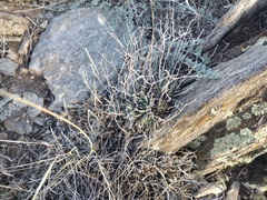 Dudleya abramsii abramsii