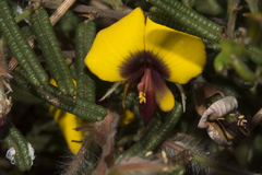 Bossiaea eriocarpa