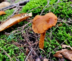 Aureonarius limonius