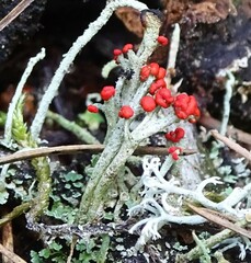 Cladonia cristatella