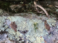 Asplenium rhizophyllum