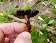 Aureonarius limonius