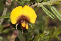 Bossiaea eriocarpa