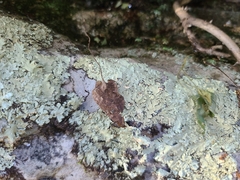 Asplenium rhizophyllum