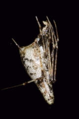 Rhomphaea urquharti