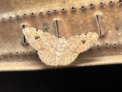 Frederickia nigricomma