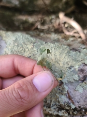 Asplenium rhizophyllum
