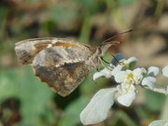 Libytheana carinenta mexicana