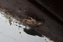 Microhyla