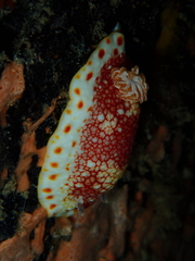 Goniobranchus