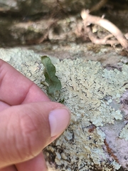 Asplenium rhizophyllum