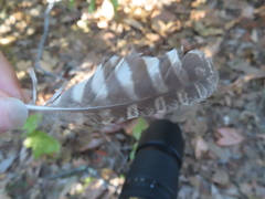 Megascops kennicottii