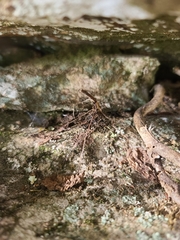 Asplenium rhizophyllum