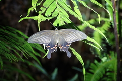 Papilio bianor