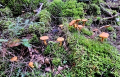 Aureonarius limonius