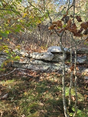 Asplenium rhizophyllum