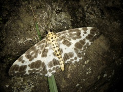 Dilophodes elegans elegans