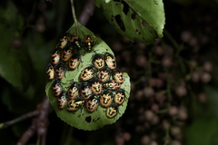 Scutellera