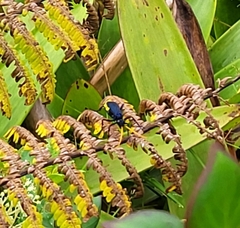 Pepsis ruficornis