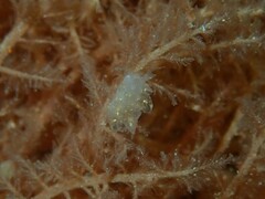 Polybranchia pallens