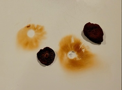 Aureonarius limonius