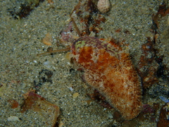 Stomatella impertusa