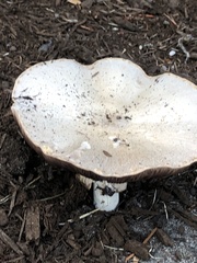 Agaricus bisporus