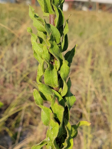Image of Chrysopsis godfreyi by (c) Jay Horn, some rights reserved (CC BY)