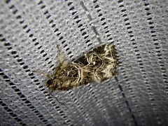 Callopistria albolineola