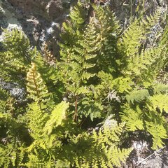 Myriopteris myriophylla
