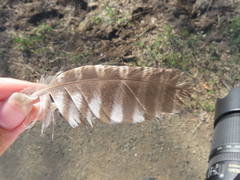 Megascops kennicottii