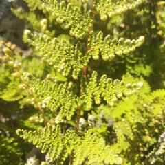 Myriopteris myriophylla