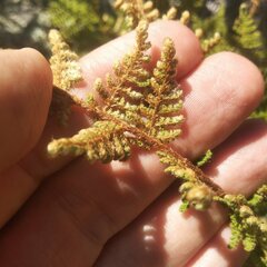 Myriopteris myriophylla