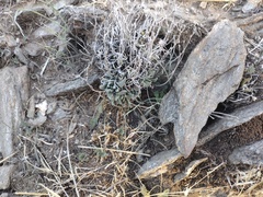 Dudleya abramsii abramsii