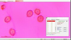 Aureonarius limonius