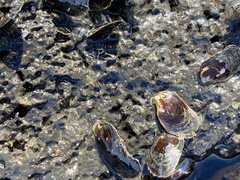 Isognomon californicus