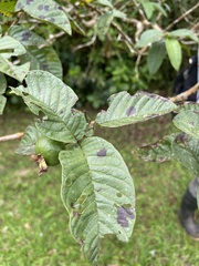 Psidium guajava image