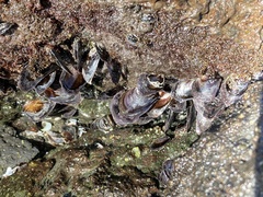 Isognomon californicus