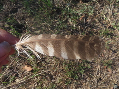 Megascops kennicottii