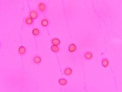 Aureonarius limonius