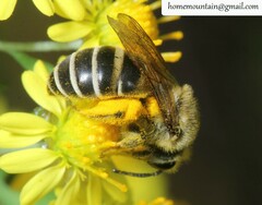 Colletes collaris