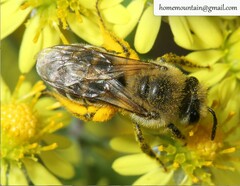 Colletes collaris