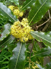 Pittosporum eugenioides