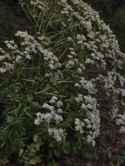 Stevia serrata
