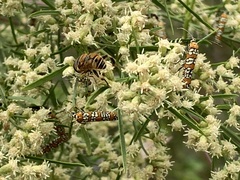 Baccharis neglecta