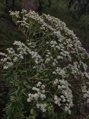 Stevia serrata