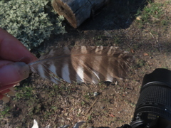 Megascops kennicottii
