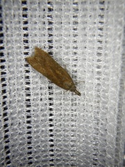 Dichomeris ustalella